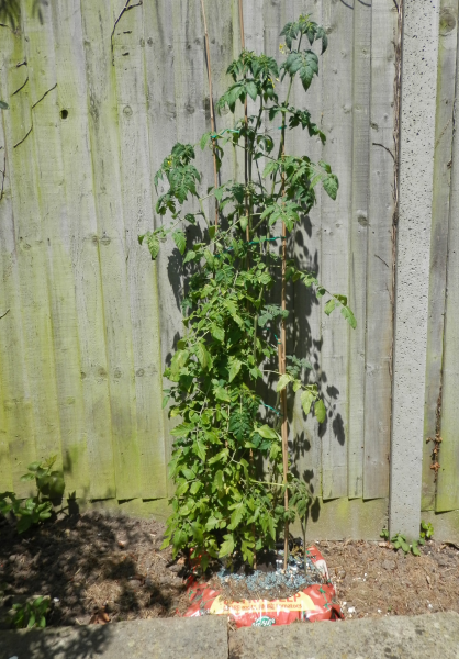 Totatoes after 11 day holiday